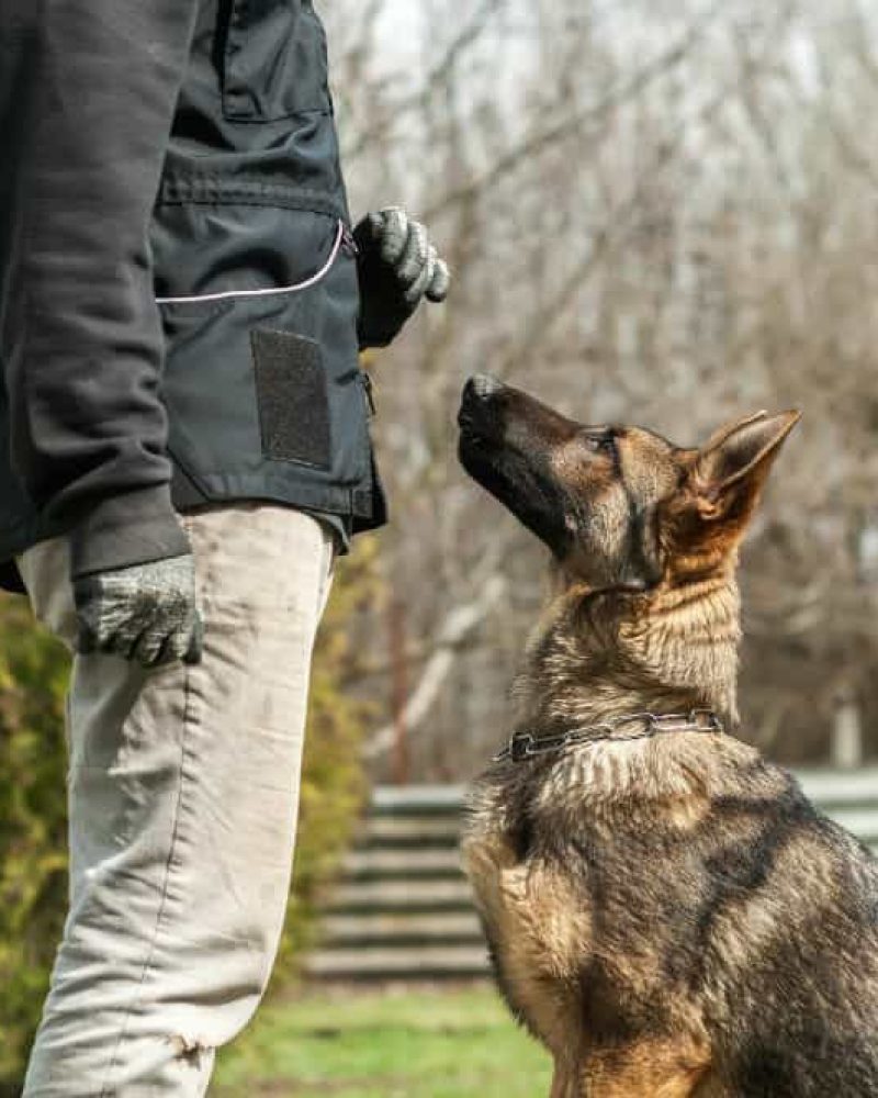 Dog-Trainer-small-1 Dog-Trainer-small-1