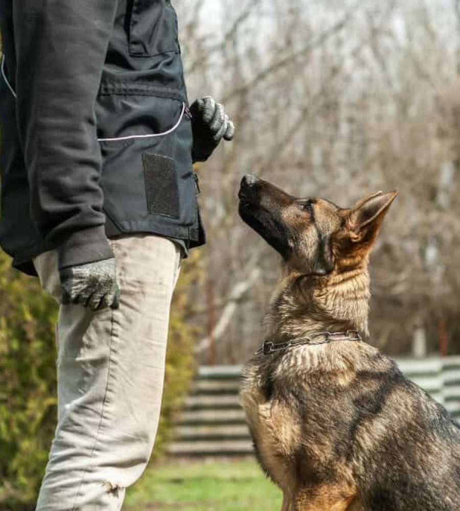 Dog-Trainer-small-1